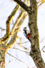 A busy woodpecker knocking chunks out of a tree branch, Epsom Common, 16/03/2018